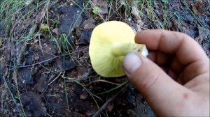 Зеленые рядовки-ЗЕЛЕНУШКИ в начале августа (Будни охотника и рыбака)