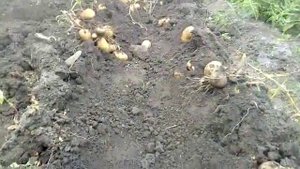 Уборка картофеля