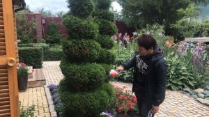 Формирующая стрижка туи