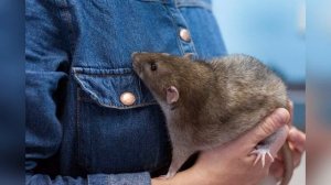 К чему снятся КРЫСЫ | Сонник | Крыса во сне | Толкование