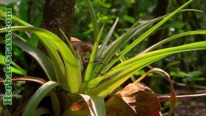 Бромелия - плотоядное растение хищник