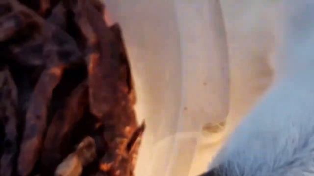 Как приготовить лакомство для дрессировки собаки смотреть онлайн