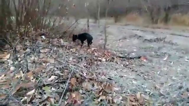 Питбуль на прогулке) (Граф и палочка) смотреть онлайн