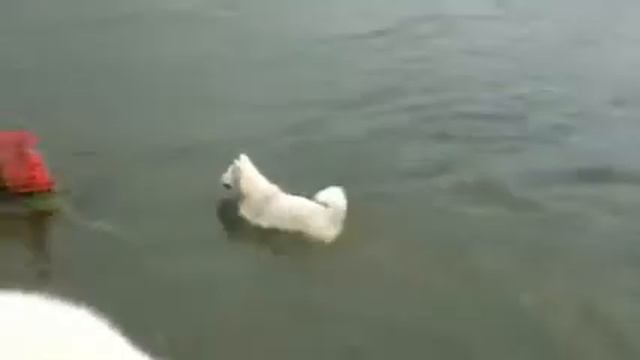 Swimming Sammy Самоеды питомника купаются смотреть онлайн