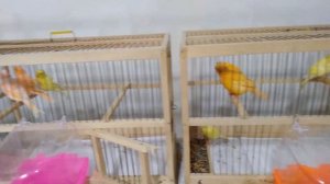 Канарейки,купание в домашних условиях !