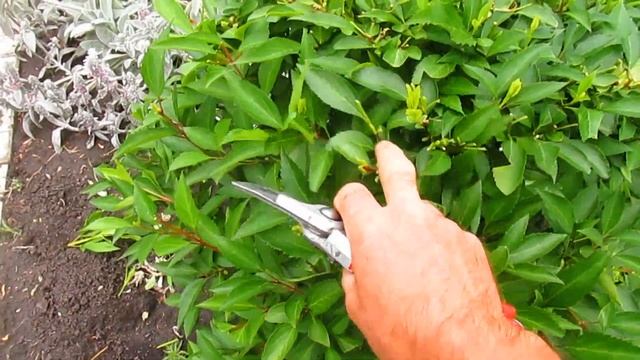 Вторая стрижка форзиции. смотреть онлайн