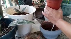 PHILODENDRON ROYAL QUEEN Cutting Propagation