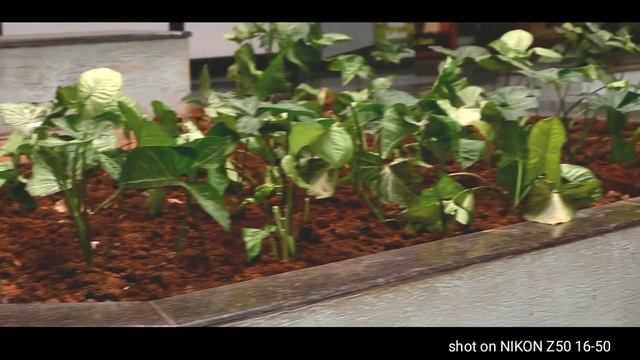 NIKON Z50 4K VIDEO TEST FOOTAGES & IMAGES смотреть онлайн