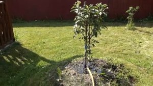 Полив груши из сливного кольца часть 2