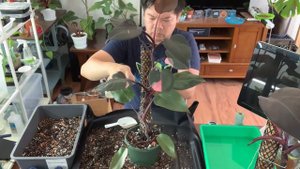 Plant Care | Philodendron Burgundy Princess | 3D printed moss pole upgrade