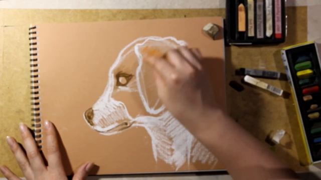 Как нарисовать морду собаки пастелью. смотреть онлайн