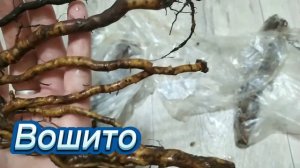 Корень Ежевики. Выращивание саженцев дома. Проверяем корни перед закладкой на проращивание