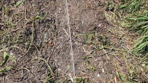 КОЗЫ и жаркий июньский день // ЭЛЕКТРОПАСТУХ