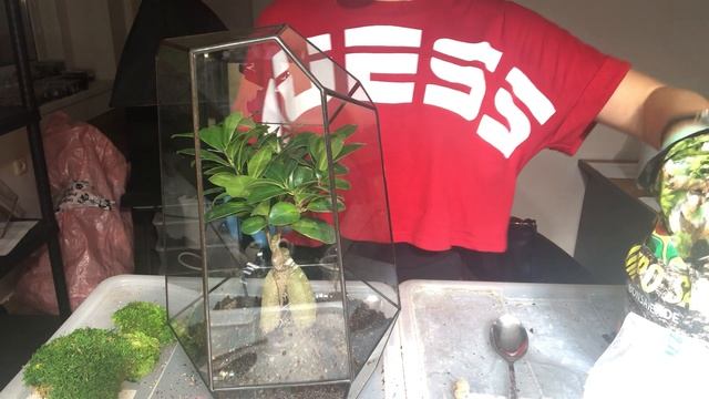 Как посадить флорариум с «бонсаем» (фикусом гинсенг), Мастер-класс от FLO смотреть онлайн