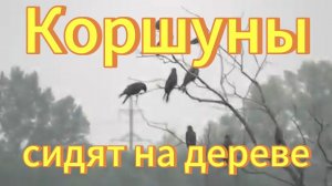 Коршун. Много коршунов сидят на дереве. Птицы Сибири. Пригород Новосибирска. Хищные птицы.