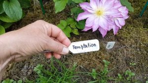 Опять не тот клематис . Клематис Темптейшн . Клематис Асао . Clematis Tembtation , Asao .