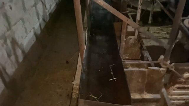 Купил телёнка а он поносит кровью ?что же делать ? смотреть онлайн