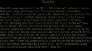 #Диплазиум #Дихелостемма #Дицентра #Garden flowers92 Декоративные растения