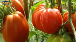 5 лучших сортов томатов для открытого грунта.