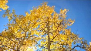 Aspen Trees - Tony Grove Road - Logan Canyon, Utah