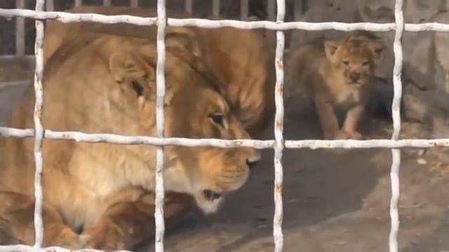 Крупнокалиберный Переполох группа Ангел в зоопарке в Мариуполе смотреть онлайн