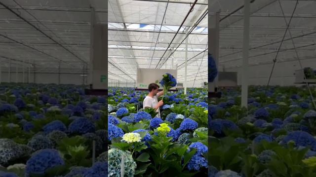 Harvesting Hydrangea Blue!