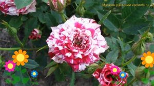 Роза миниатюрная Старс анд Срипс. Краткий обзор, описание характеристик Stars'n Stripes