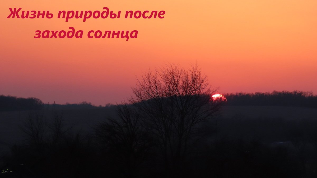 Жизнь после захода солнца. Летучие мыши и ночные бабочки, песня дрозда. Ростовская область, с-з