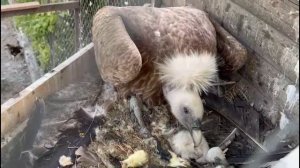 Впервые в Бахчисарайском парке миниатюр в неволе родился белоголовый сип