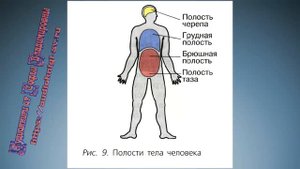 Биология 8 класс $5 Строение организма человека-2