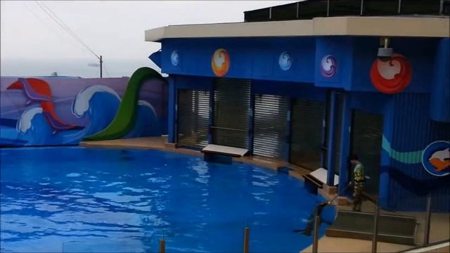 Гонконг ocean park. Стоимость. Прогулка по парку. 2 часть смотреть онлайн