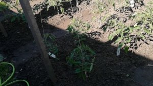 Уход за высокорослыми томатами в открытом грунте.