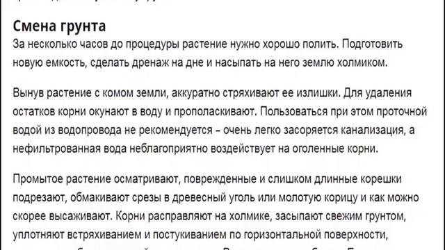 Аспарагус Выращивание и уход за аспарагусом в домашних условиях