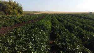 Вершинная гниль и солнечные ожоги на перце.