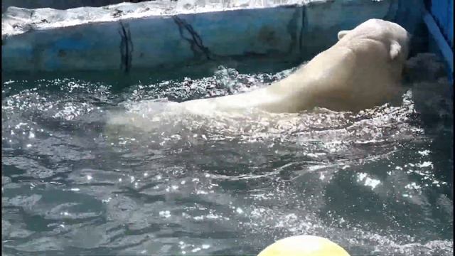 Белая медведица Айна играет в бассейне смотреть онлайн