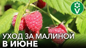 ЧТОБЫ МАЛИНЫ БЫЛО МНОГО, обязательно сделайте ЭТО в июне