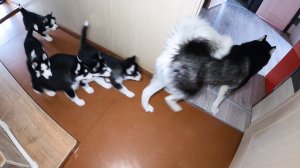 Погоня
