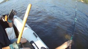 Сом на квок 2022 Горьковское водохранилище