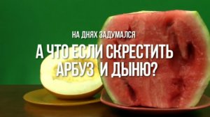 Что будет если соединить арбуз и дыню/ What will happen if the watermelon+cantaloupe?