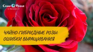 Чайно-гибридные розы: видеообзор