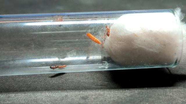 Обзор муравьёв Anoplolepis gracilipes. МуравьиЯрославль