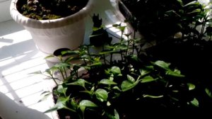 Обильное цветение мандарина на подоконнике Эффект Фитолампы