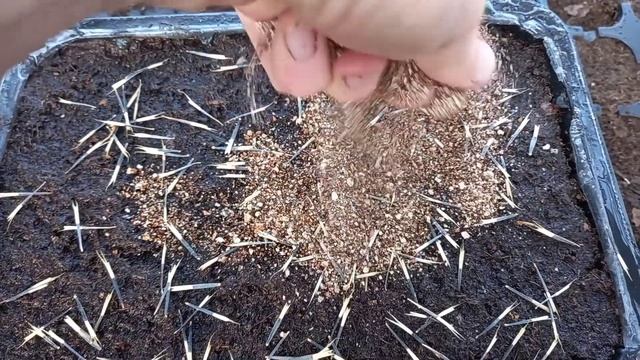 Тагетисы. Январский посев смотреть онлайн