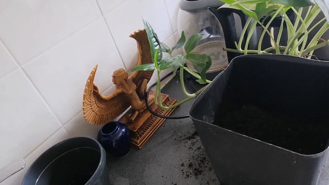 السنجونيوم  Syngonium المتسلق وكيفية رعايتة واكثارة