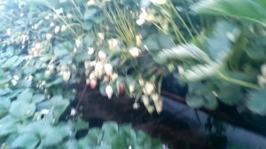 2 кг ?. клубники с куста сорт Клери.