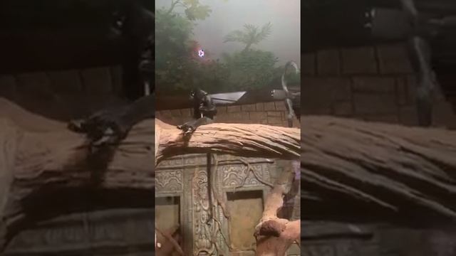 две обезьяны жестят