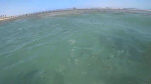 Египет / Море и Пляж отеля Rixos Sharm el Sheikh 5 / акулка в лагуне / Шарм эль Шейх