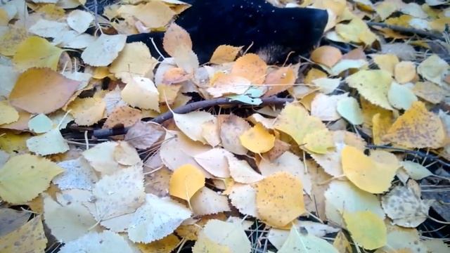 Голова собаки смотреть онлайн