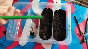 Новый эксперимент. Сажаем черенки гортензии в торф