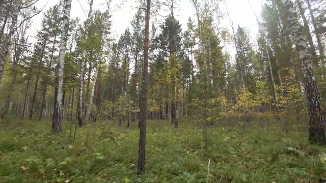 Поездка за опятами в лес .Канск 2017г.Прогулка по лесу. смотреть онлайн